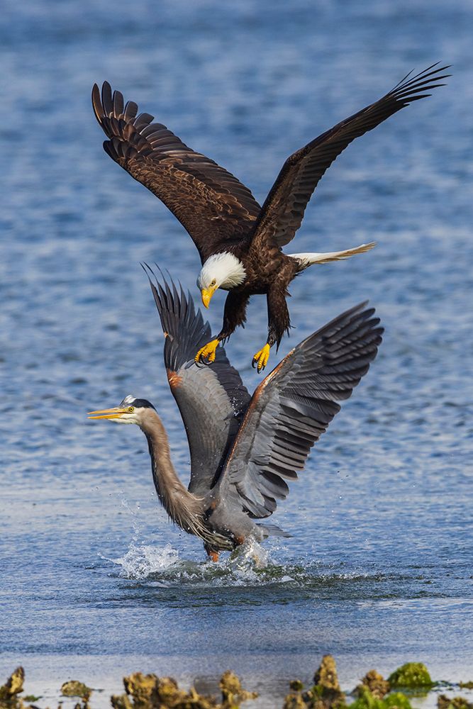 USA-Washington State Hood Canal-Salish Sea-bald eagle harassing great blue heron